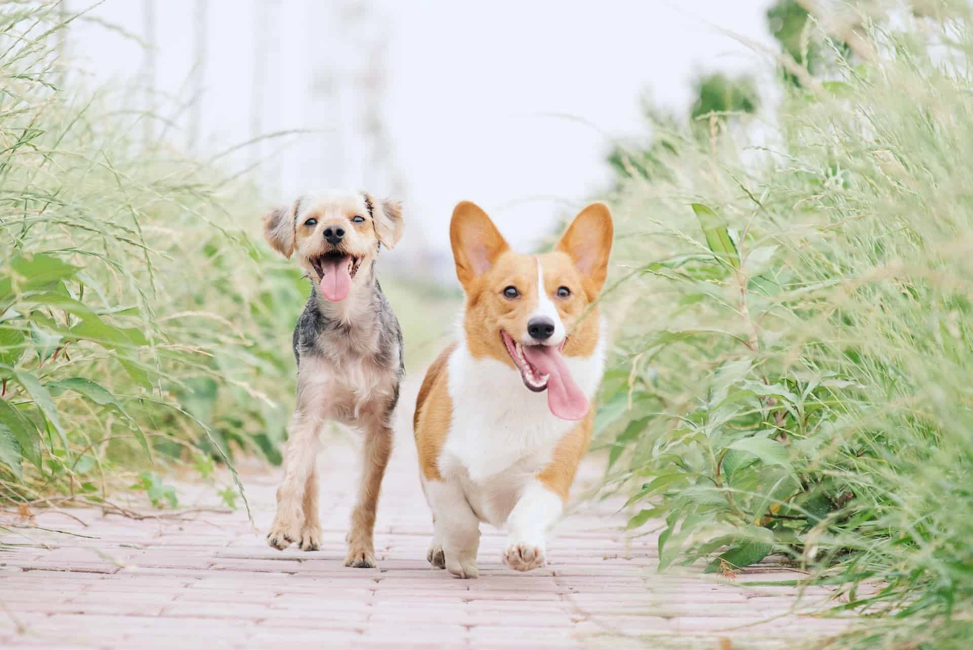 Cute Dog Business Names